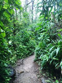 View of trees in forest