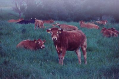 Cows standing in a field