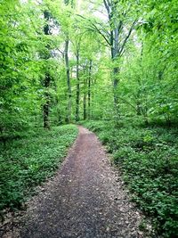 Road passing through forest