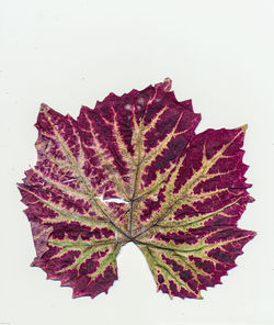 Close-up of maple leaf on white background