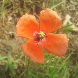 Close-up of orange flower