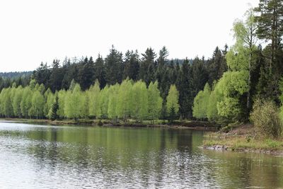Scenic view of lake with trees in background