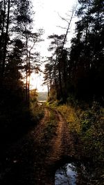 Scenic view of river in forest against sky