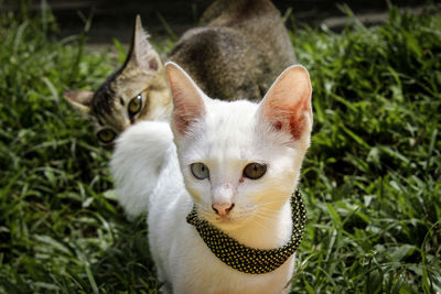 Close-up portrait of cat with kitten on plants