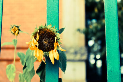 Close-up of sunflower blooming outdoors