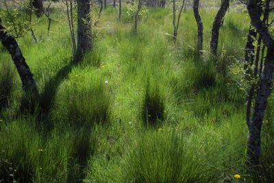 Scenic view of forest