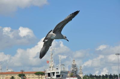 Low angle view of seagull flying against sky