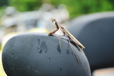 Close-up of praying mantis on wet seat