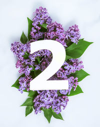 High angle view of purple flowering plant against white background