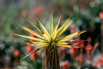 Close-up of flowering plant