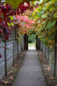 View of plants along trees