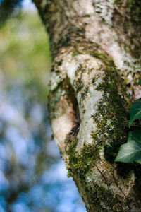 Close-up of moss growing on tree trunk