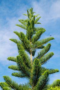 Low angle view of palm tree against sky