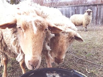 Close-up portrait of sheep standing in pen at farm