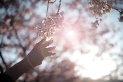 Close-up of hand on twig against sky