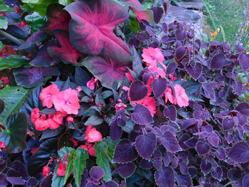 High angle view of pink flowering plants