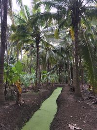 View of palm trees