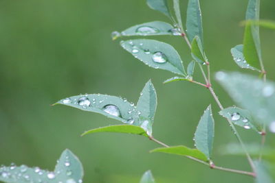 Close-up of water drops on leaf