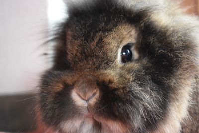 Cropped portrait of rabbit