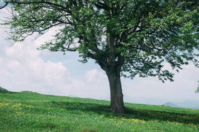 Scenic view of grassy field against sky
