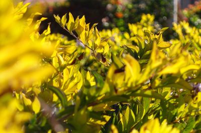 Close-up of yellow plants