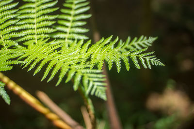 Leaves of summer day