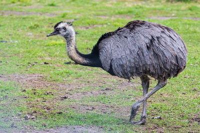 Rear view of bird standing by grass