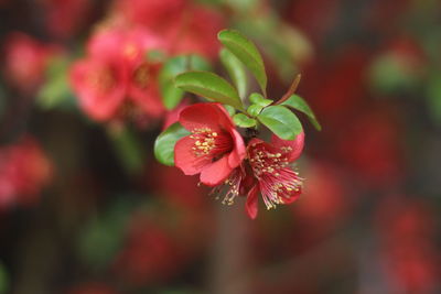 Close-up of red flowering plant