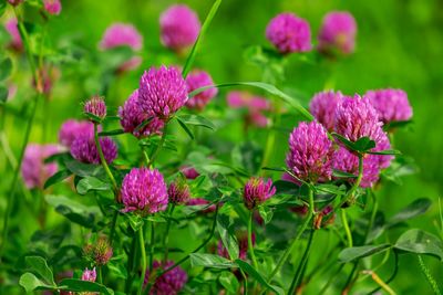 Close-up of purple flowering plants