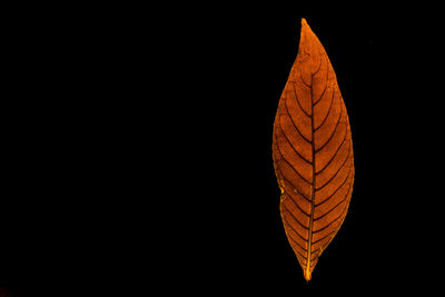 Close-up of autumn leaf against black background