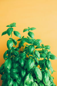 Close-up of yellow flowering plant against wall