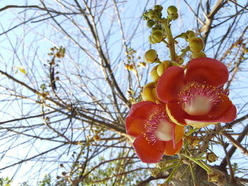 Low angle view of red flowering tree against sky