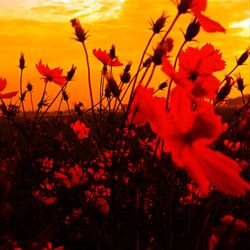 Close-up of flowering plants on field during sunset