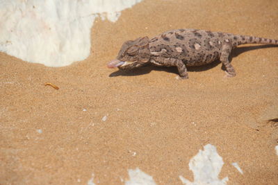 High angle view of crab on beach