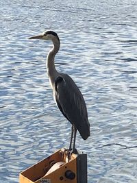 Heron perching on a lake