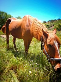 Horses grazing on grassy field