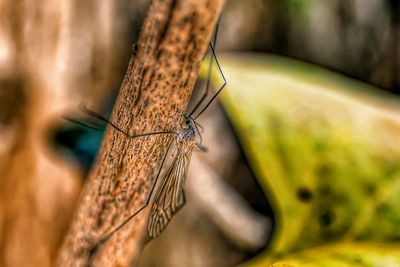 Close-up of damselfly on leaf