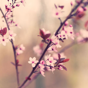 Close-up of pink cherry blossom