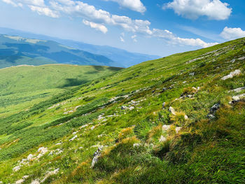Scenic view of grassy field against sky