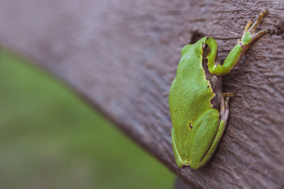 Close-up of insect on leaf