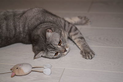 Close-up portrait of british shorthair cat 