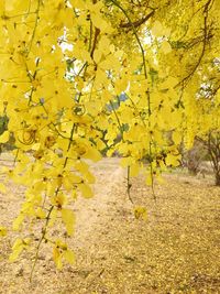 Autumn leaves on tree trunk