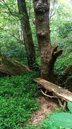 Trees in forest