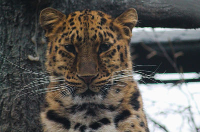 Close-up of a cat looking away