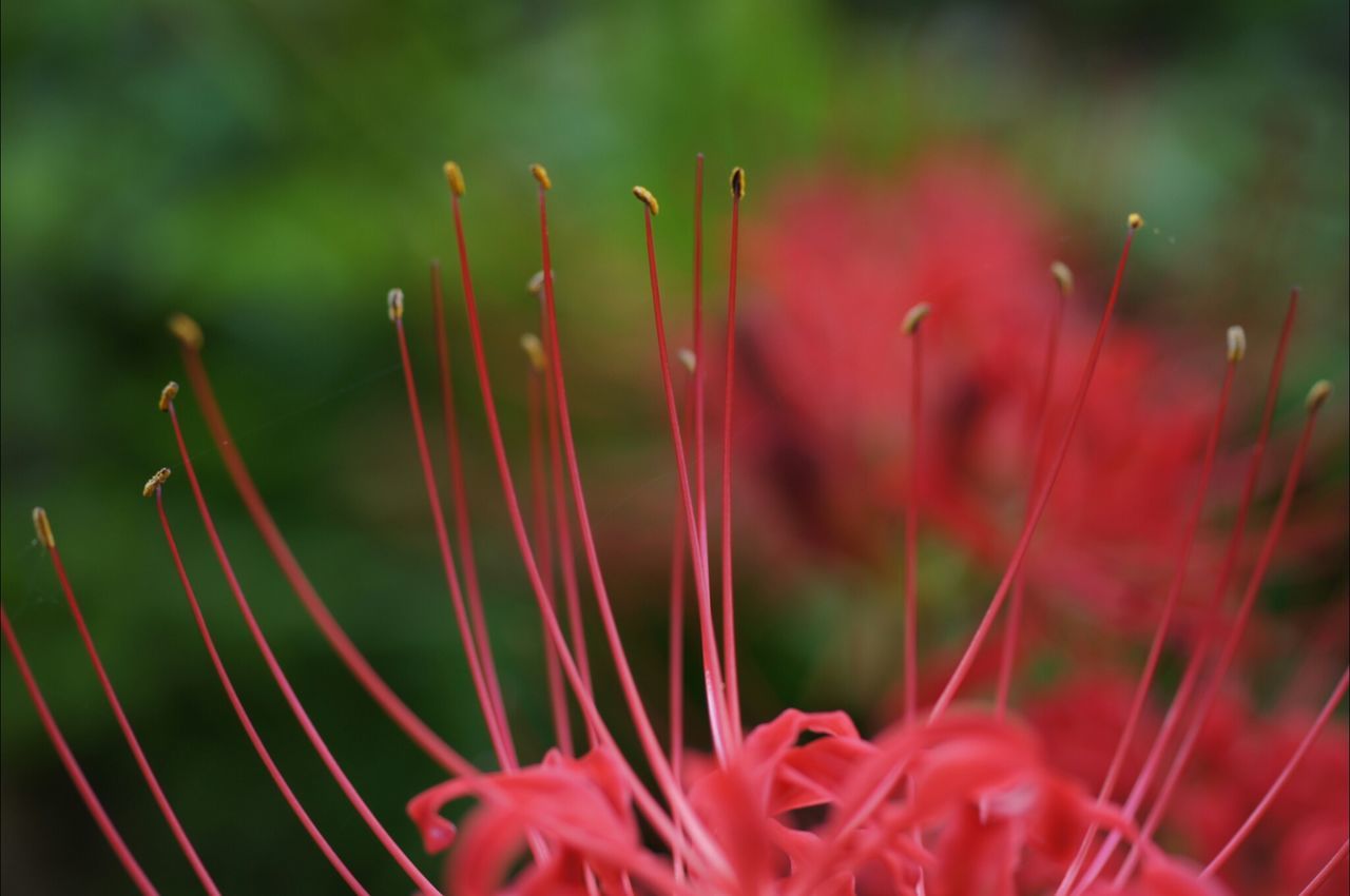 Cluster amaryllis