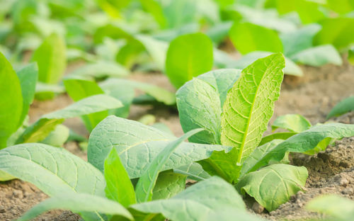 Close-up of green leaves