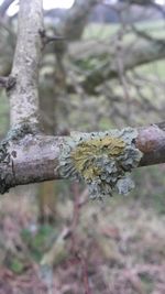 Close-up of tree trunk