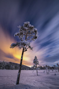 Tree on snow covered field against sky during sunset