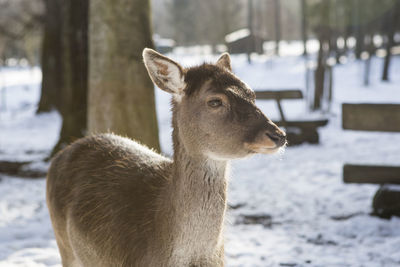 Close-up of deer