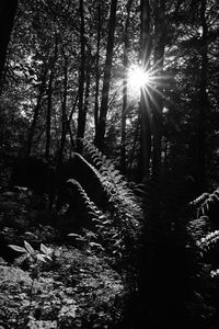 Sun shining through trees in forest